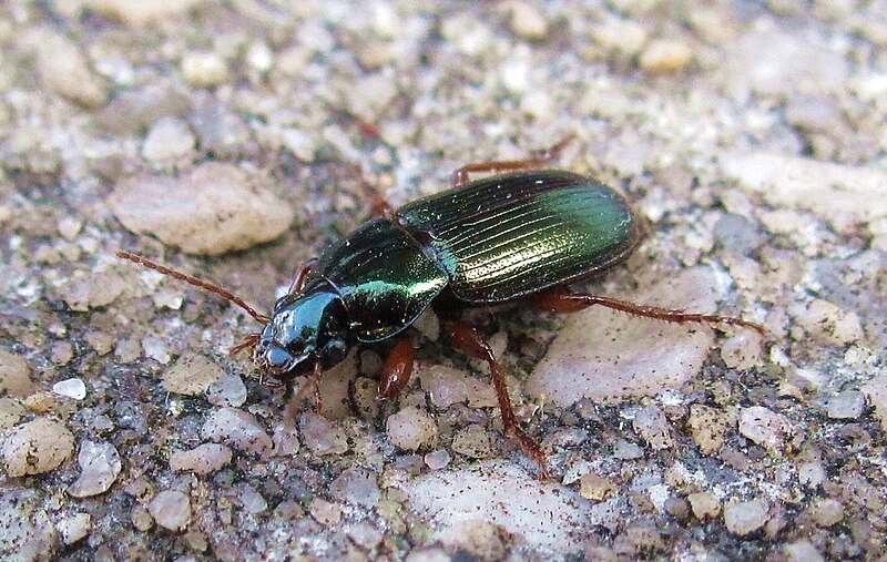 File:Harpalus affinis.jpg