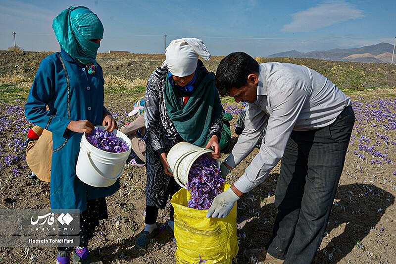 File:Harvesting saffron - Iran (6).jpg