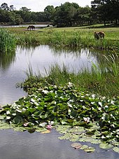 Hatchet Pond, New Forest, England Hatchet Pond, New Forest - geograph.org.uk - 360303.jpg