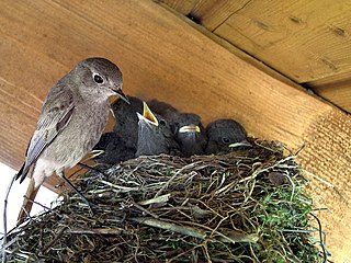 Nest (von vorgermanisch nizdo,