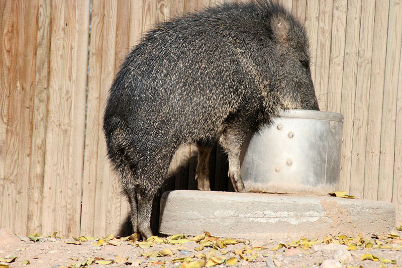 File:Head in a bucket.jpg