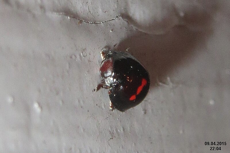 File:Heather ladybird (fp) (16666498623).jpg