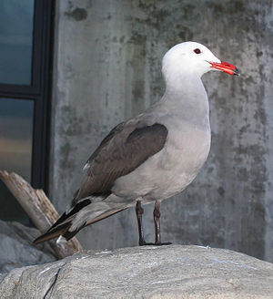Heermann's Gull breeding adult.jpg