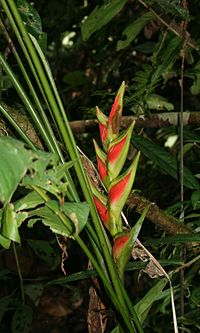 Heliconia wagneriana 1.jpg