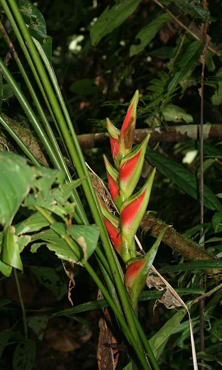 Tập_tin:Heliconia_wagneriana_1.jpg