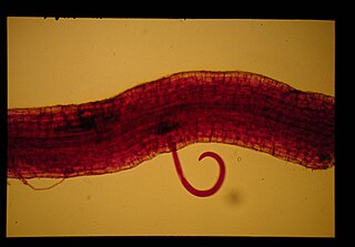 <i>Helicotylenchus dihystera</i> Species of nematode