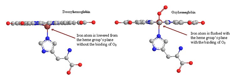 Iron's slight orientation changes from deoxyhemoglobin to oxyhemoglobin