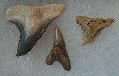 Hemipristis serra snaggettoth shark teeth 007 cropped.jpg