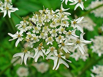Petals of Heracleum sphondylium are variously emarginate at their tips--flowers in the middle of the inflorescence have slightly emarginate petals, whereas flowers at the periphery are so deeply emarginate as to be almost cleft in two. Heracleum sphondylium 003.JPG