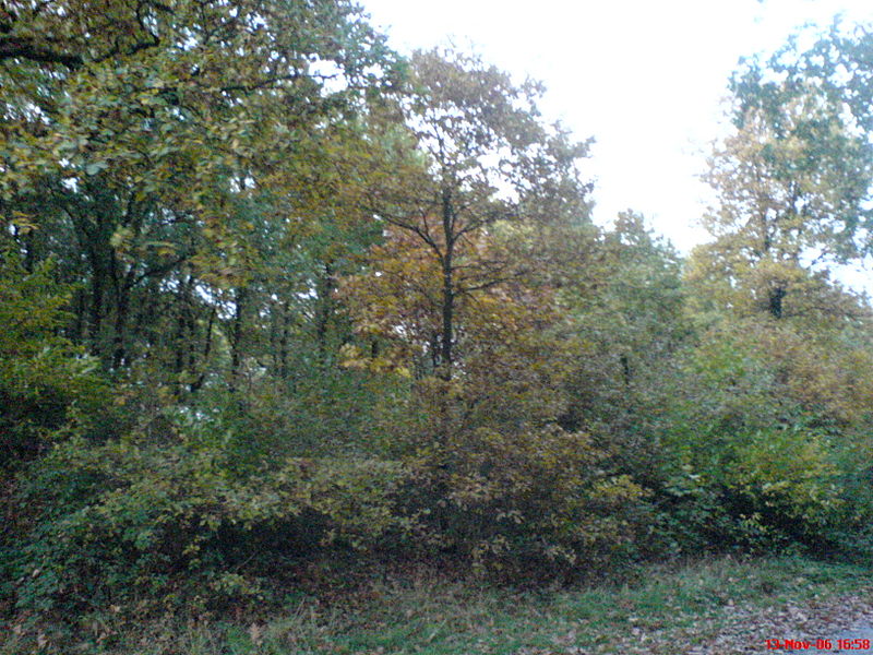 File:Herfst Bomen.JPG