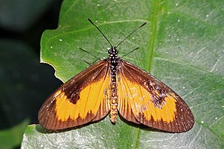 <i>Acraea alciope</i> Species of butterfly