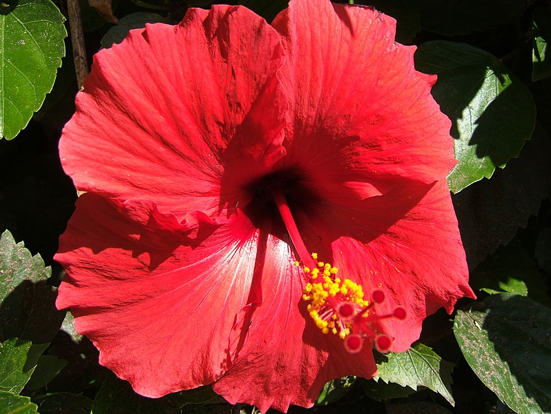 File:Hibiscus Bloom. - panoramio.jpg