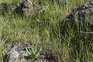 <i>Hieracium fendleri</i> Species of flowering plant