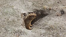 Himalayan marmot peeping out of its burrow Himalayan marmot peeping out of its burrow.jpg