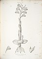 Chloraea multiflora as syn. Chloraea densa in Claudio Gay: Atlas de la historia física y política de Chile (1854)