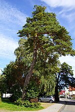 Holzheim NM - Trees 010.JPG