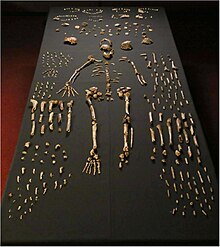 Homo naledi, discovered by a Wits-based team of palaeontologists working in the Cradle of Humankind. Homo naledi skeletal specimens.jpg