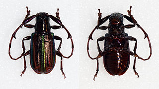 <i>Hoplistocerus refulgens</i> species of beetle