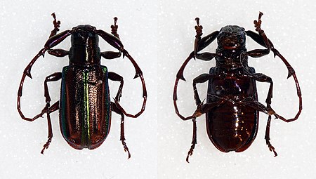 Hoplistocerus_refulgens