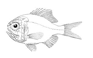 Palefin sawbelly Species of fish