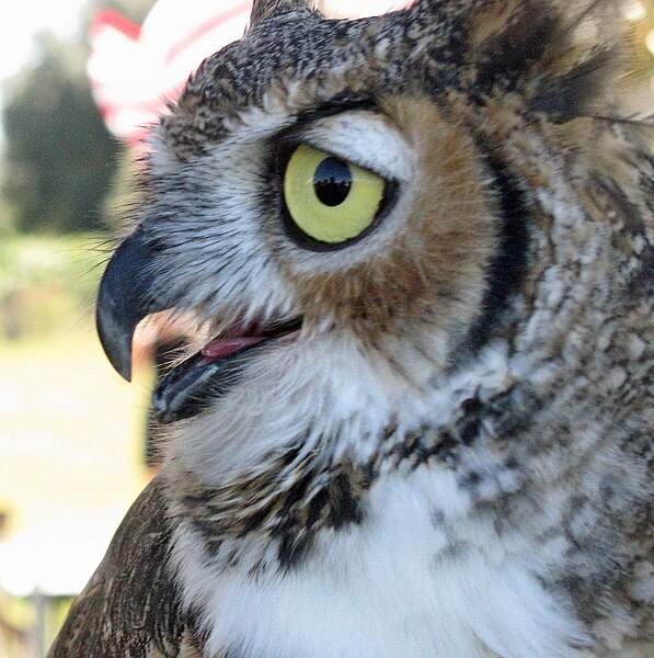 File:Horned owl profile.jpg