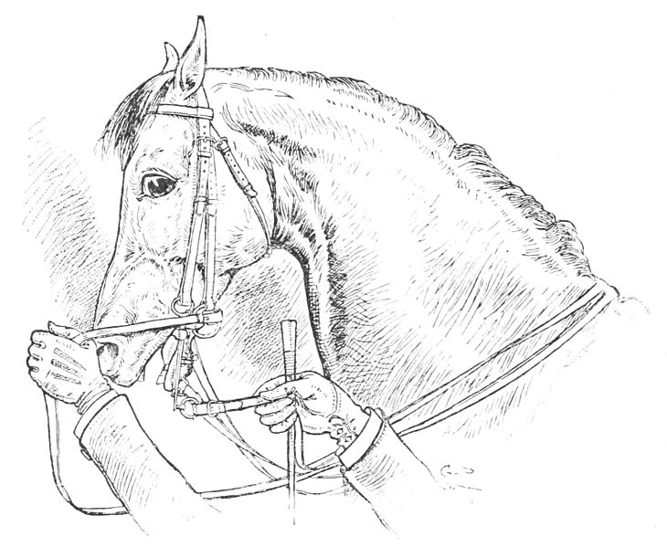 File:Horsemanship for women 037.jpg