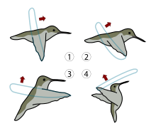 4 types de mouvement d'aile pour quatre directions