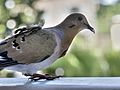 Hungry bird on balcony (6742344279).jpg