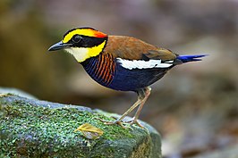 Maleise blauwstaartpitta