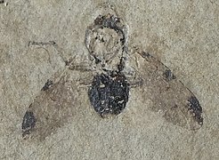 zoom de l'holotype