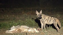 Striped hyena scavenging in Mirzapur forest division, India Hyena 6.jpg