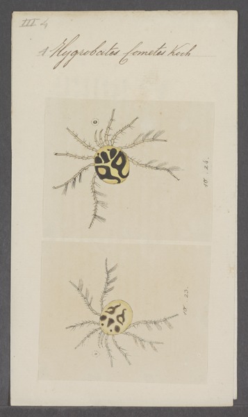 File:Hygrobates - Print - Iconographia Zoologica - Special Collections University of Amsterdam - UBAINV0274 070 03 0002.tif