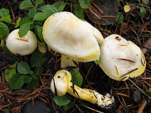 Hygrophorus chrysodon, Tillamook.jpg