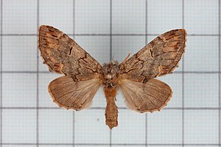 <i>Hyperaeschrella nigribasis</i> Species of moth