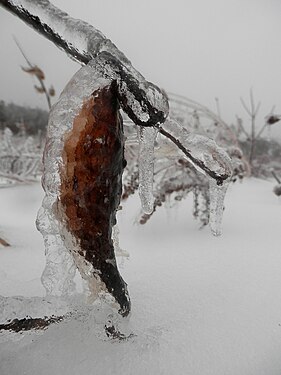 Ice covered Common Milkweed (Asclepias syriaca)