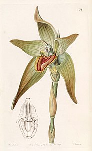 Ida gigantea (comme Lycaste gigantea) - Edwards vol 31 (NS 8) pl 34 (1845) .jpg