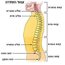 עמוד השדרה