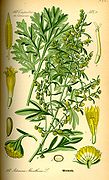 Illustration Artemisia absinthium0.jpg