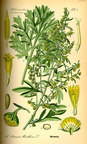File:Illustration Artemisia absinthium0.jpg
