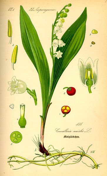 File:Illustration Convallaria majalis0.jpg