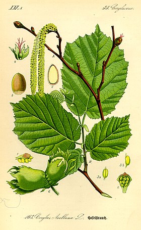 Corylus avellana