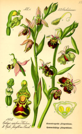 Illustration Ophrys fuciflora0.jpg