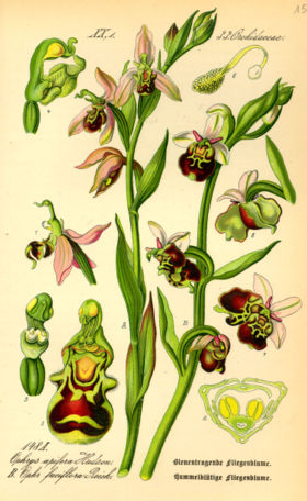 Variedades de Ophrys apifera