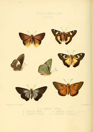 <i>Coeliades ernesti</i> Species of butterfly