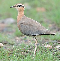 Индийски Courser (8364073710) .jpg