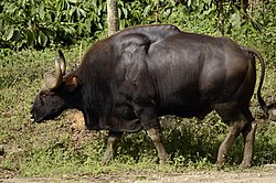 Gaur indiano dalle colline di Anaimalai JEG5290.jpg