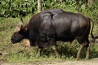 <span class="mw-page-title-main">Gaur</span> Largest species of the bovid family