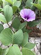 Ipomoea. Flowers. Patong Beach.jpg