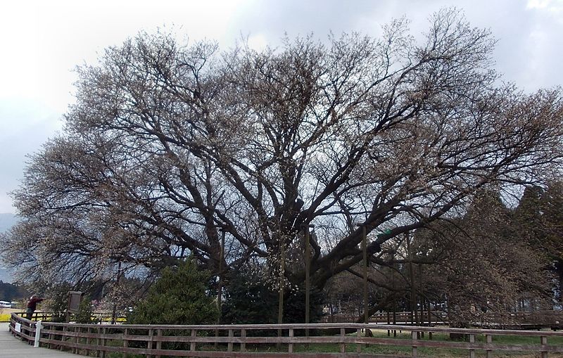 File:Isshingyo big cherry tree 01.jpg