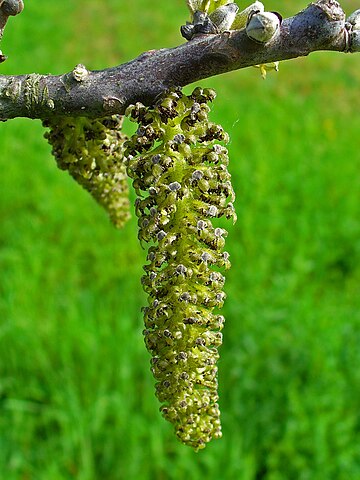 Flowering catkin